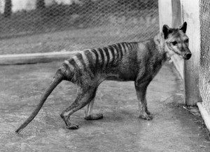 Fotografía de archivo de un tigre de Tasmania. Varios medios informaron el pasado 28 de marzo, que podría haberse avistado un tigre de Tasmania en Queensland (Australia) y un científico ha comenzado la búsqueda del animal. Kathryn Medlock-Tasmanian Museum and Art Gallery.