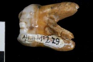 Fotografía facilitada por el Instituto Max Planck de Antropología Evolutiva de la muela de 'denisovano' hallada junto al homínido que vivió hace al menos 30.000 años en Siberia (Rusia), que arqueólogos rusos descubrieron en la cueva Denisova, en el sur de Siberia, en 2008. Un equipo científico del Instituto Max Planck ha descubierto que el homínido pertenece a una nueva especie no descrita hasta la fecha, que no guarda relación ni con el neandertal ni con el hombre moderno. EFE/Dr. Bence Viola