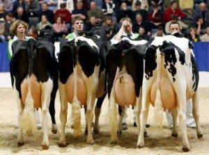 ALEMANIA VACAS:DPA88. VERDEN (ALEMANIA). 22/2/2007.- Cuatro vacas posan frente a un jurado durante el concurso de belleza para vacas lecheras en Verden, Alemani, hoy 22 de febrero. Unas 240 vacas compiten por el título, el cualse garantizará solo a aquel animal con la genealogía, físico, estructura ósea y la correcta forma de ubre. EFE/Jochen Luebke