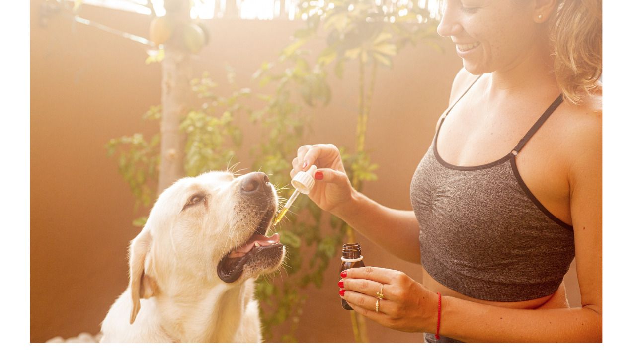 Descubrimos los beneficios del CBD para Mascotas con Peludos CBD