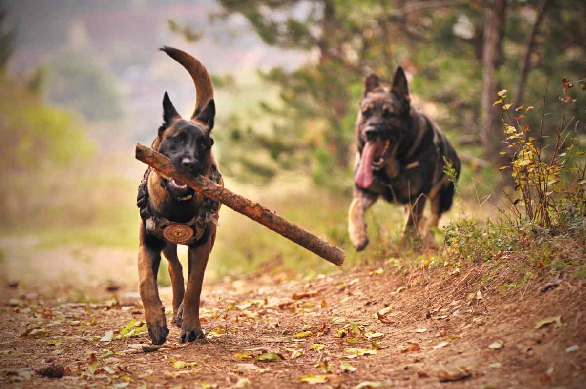 ¿Por Qué Necesitas un Adiestrador Canino? Descubre los Secretos del Adiestramiento Canino Efectivo