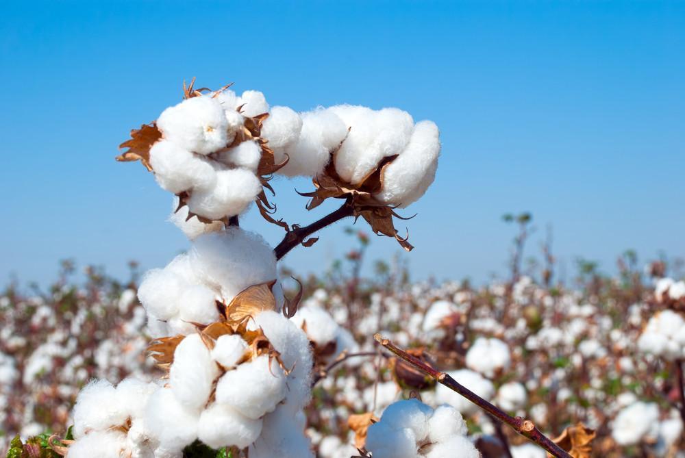 Algodón Orgánico: Más que una Elección, un Compromiso con la Naturaleza 